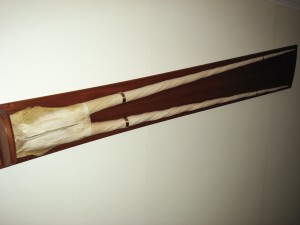 Een narwalschedel met twee tanden